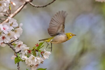 bird on a branch