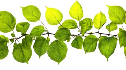 Fototapeta premium Vibrant Green Leaves on Branches with Sunlight Highlighting Natural Textures in Nature