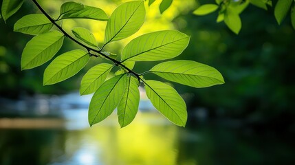 A branch of guava leaves extending over a small river in a tranquil forest scene. 