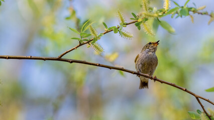 sparrow on a branch