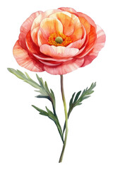 Naklejka premium PNG A ranunculus flower illustration watercolor design.