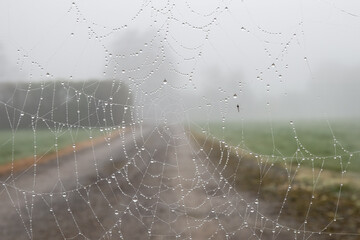 cobweb with raindrops and a blurred background
