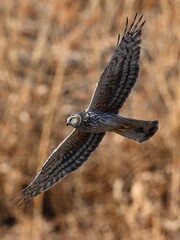 common buzzard buteo