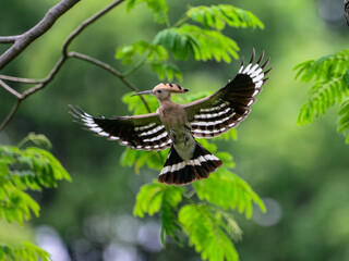 black swallowtail butterfly