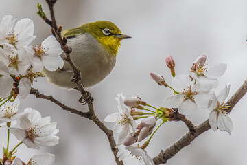 Fototapeta premium bird on a branch