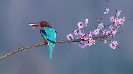 lilac breasted roller on a branch