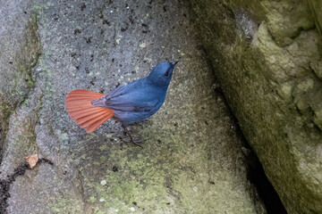 bird on a tree