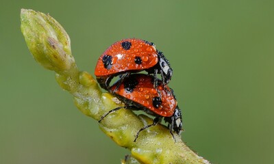 ladybird on a flower