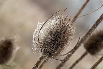 droplets on a cobweb on a teasel flower head with a blurred background 