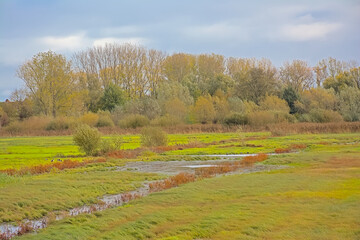 Cloudy autumn landscape in the marshland of Bourgoyen nature reserve, Ghent 