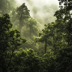 Obraz premium The scene captures the dense, lush green trees shrouded in a mystical layer of fog, creating a serene and tranquil atmosphere. The forest is rich with various shades of green.