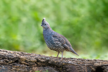 common pheasant male