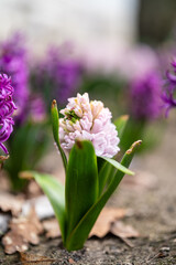 Fototapeta premium pink flower