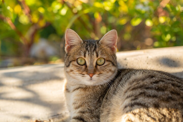 A tabby cat with striking green eyes lounges on a concrete ledge, basking in the sunlight, surrounded by lush greenery and vibrant foliage.