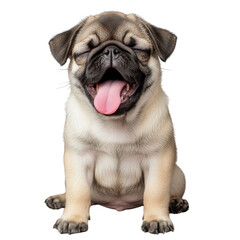 Obraz premium Pug Yawning Puppy