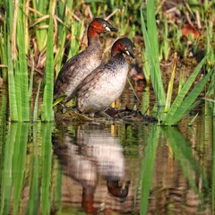 great crested grebe