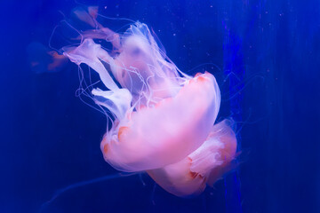 beautiful jellyfish swimming in a fish tank