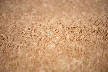 Wheat background. The agriculture. Gold sprouts of wheat in soil. Harvest in farm. Wheat field background. Background and texture for harvest. Background of ripening ears of wheat field.