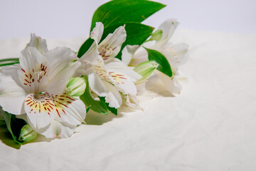 bouquet of white flowers on a beige, light background