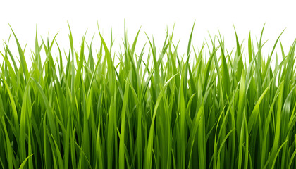 Vibrant Green Grass Blades Isolated on White Background