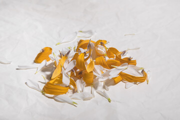 a bunch of yellow and white petals, torn from flowers