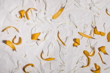 beige background with elements of yellow and white petals from flowers