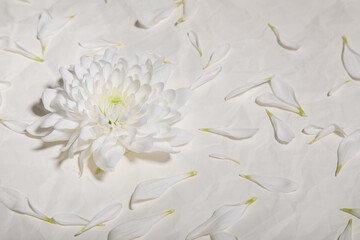 beige background with one large white flower and white petals on the background