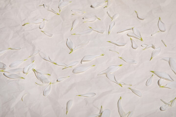 beige background with scattered white flower petals