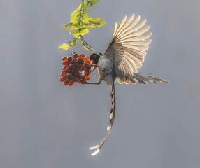 great tit parus major
