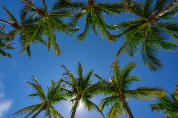 Tropical background. Green tropical palm texture. Palms leaf pattern. Nature tropical background. Summer background. Palm tree on blue sky. Tropical paradise. Exotic palm nature background.