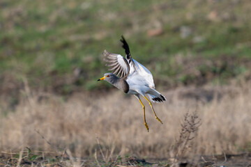 black backed vulture