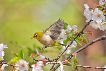 yellow crowned night heron
