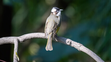 great spotted woodpecker
