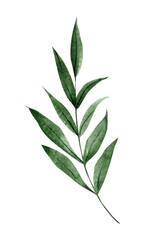 Watercolor tropical greenery branch leaves, hand painted botanical illustration, isolated plant clipart white background