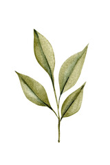 Watercolor botanical illustration of green leafy branch, hand painted isolated foliage clipart for nature design project
