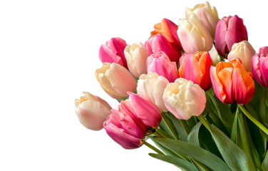 Fresh tulip bouquet presents delightful and vibrant spring beauty