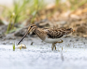 bird on the ground