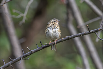 female house sparrow