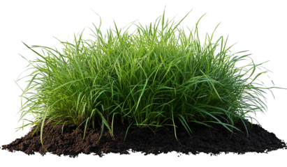 Green grass happily sits on soil