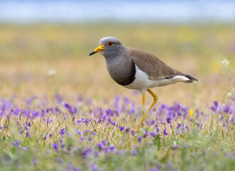 atlantic puffin or common puffin or common puffin on a