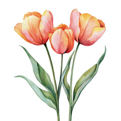 Fototapeta premium Delicate Pink Tulips with Green Leaves on a White Background