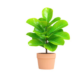 Fototapeta premium Lush Green Indoor Plant in Terracotta Pot on White Background