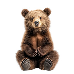Fototapeta premium Adorable brown bear cub sitting upright on a transparent background, looking directly at the camera with a curious and playful expression Concept of wildlife and innocence