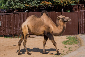 The zoo. Portrait of a smiling camel. Animal head close-up.Moscow Zoo.
