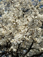Close-up white blossoms on tree branch capture intricate cluster delicate blooms, radiant sunlight accentuating natural detail, ethereal purity; ideal for spring nature, creative projects.