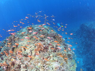 南国の美しいサンゴ礁の海