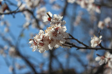 Beautiful spring apricot tree blossom. Close-up of white apricot tree branches blossom in spring.