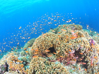 南国の海で楽しむ体験ダビングのイメージ素材