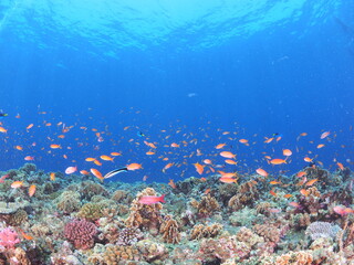 南国の美しい海でダイビング