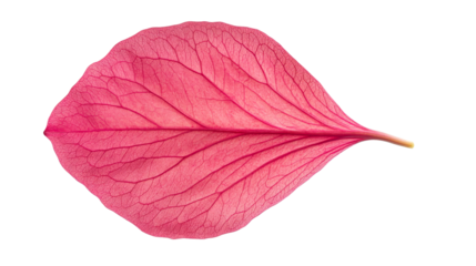 Single red petal with intricate vein patterns isolated, cut out transparent